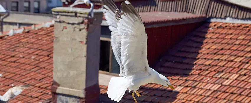 Residential Chimney Animal Removal Solution in Daphne, AL